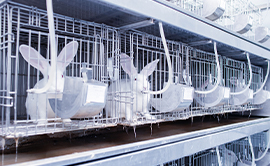 臨床前大動物試驗